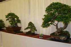 5to Festival Nacional de Bonsai 2017