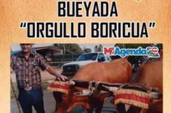 Bueyada Orgullo Boricua En Juncos 2020