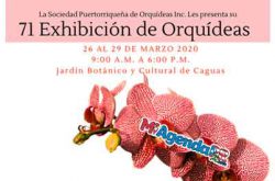 71ra Exhibición de Orquídeas en Caguas 2020