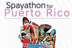 Spayathon for Puerto Rico