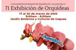Exhibición de Orquídeas en Caguas 2022