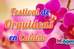 Festival de Orquídeas en Cataño 2022